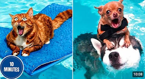 Animals vs Water 💦😂 | Funny Animal Videos 2025 Edition!