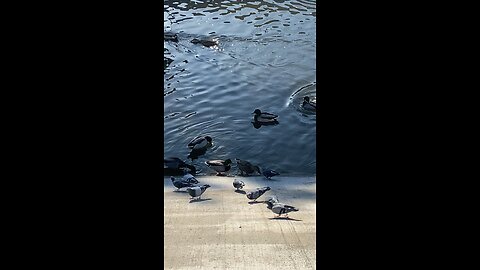 Mallard Ducks 🦆 & Pigeons #mallardducks #shorts #viral #pigeons #followme