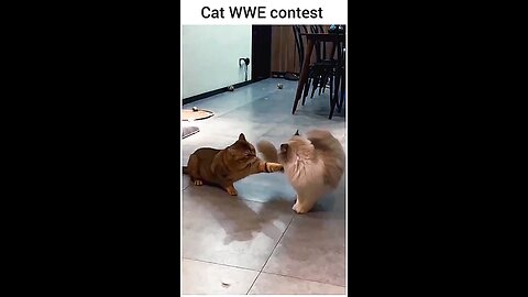 Cats 🐈 WWE ....♡1m ㅤ 50kㅤ ⎙20kㅤ ⌲10k. . . . . . . . . . . ᶜᵒᵐᵐᵉⁿᵗ ˢᵃᵛᵉ ˢʰᵃʳᵉ➪𝐋𝐢𝐤𝐞 ♡︎