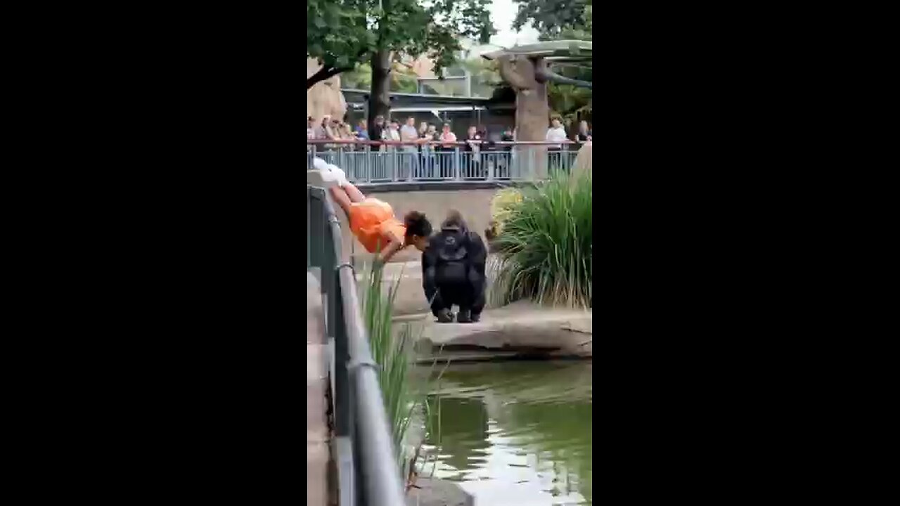 Heart-Stopping_Scene_as_Child_Falls_into_Gorilla_Habitat!_🏞️_#animal_#gorilla_#baby