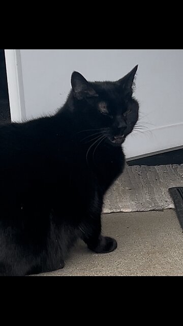 Why do cats make the “stinky face”?