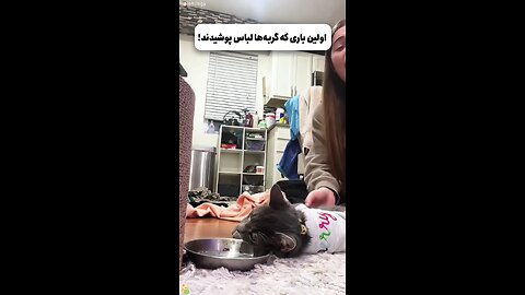 Funny moments of the cats when they wore clothes for the first time!😅😅😅