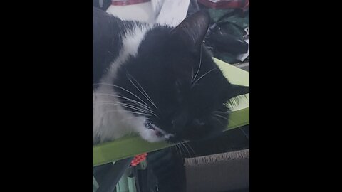 Domestic short hair tuxedo being cute