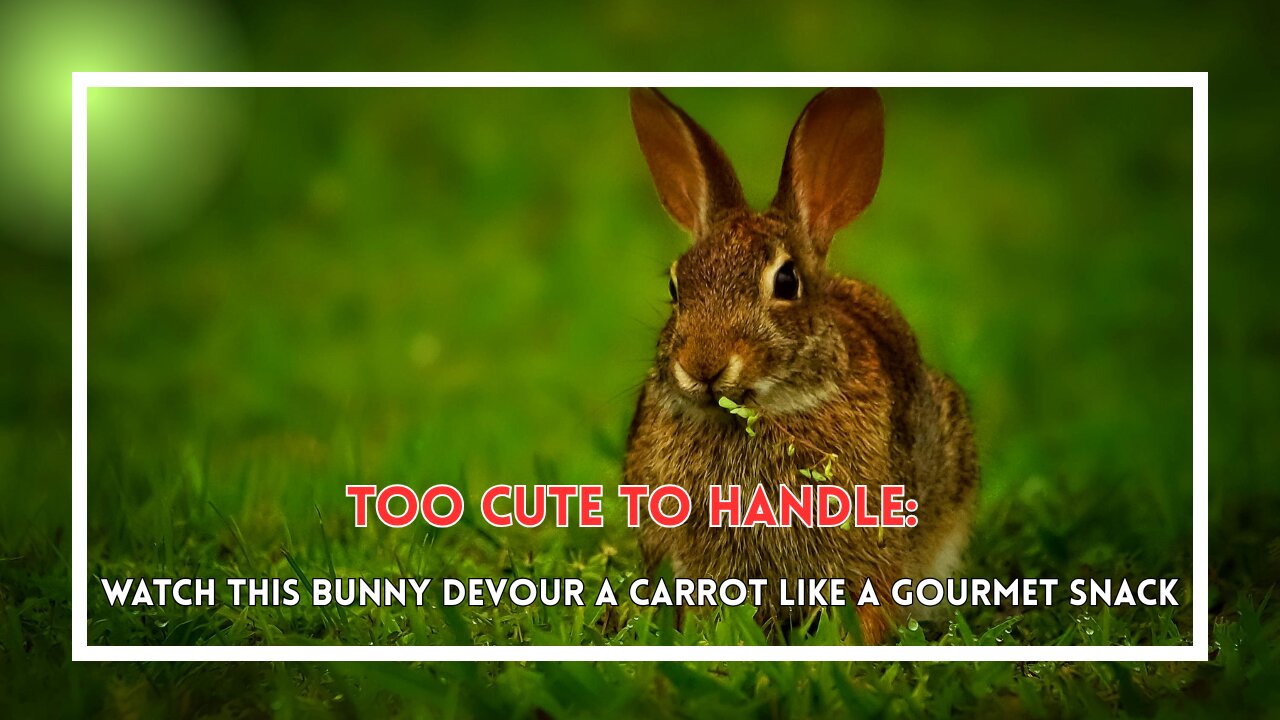 Too Cute to Handle: Watch This Bunny Devour a Carrot Like a Gourmet Snack