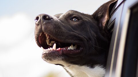 Dog owners start missing their pets less than an hour into a trip