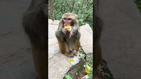 Eat 3 breads and a bottle of yogurt monkey