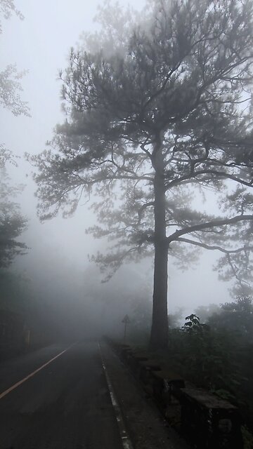 Foggy Morning 🍃✨️