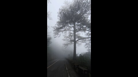 Foggy Morning 🍃✨️