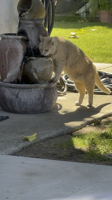 Our Neighborhood Cat Zeus