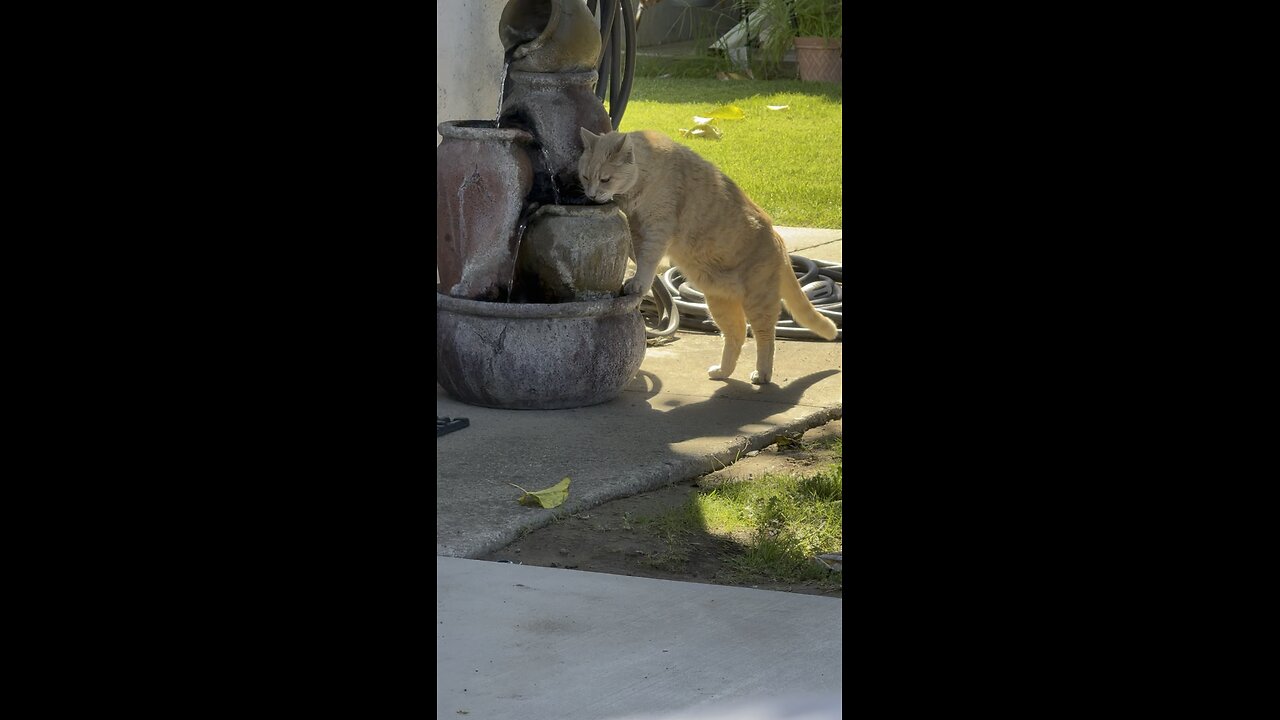 Our Neighborhood Cat Zeus