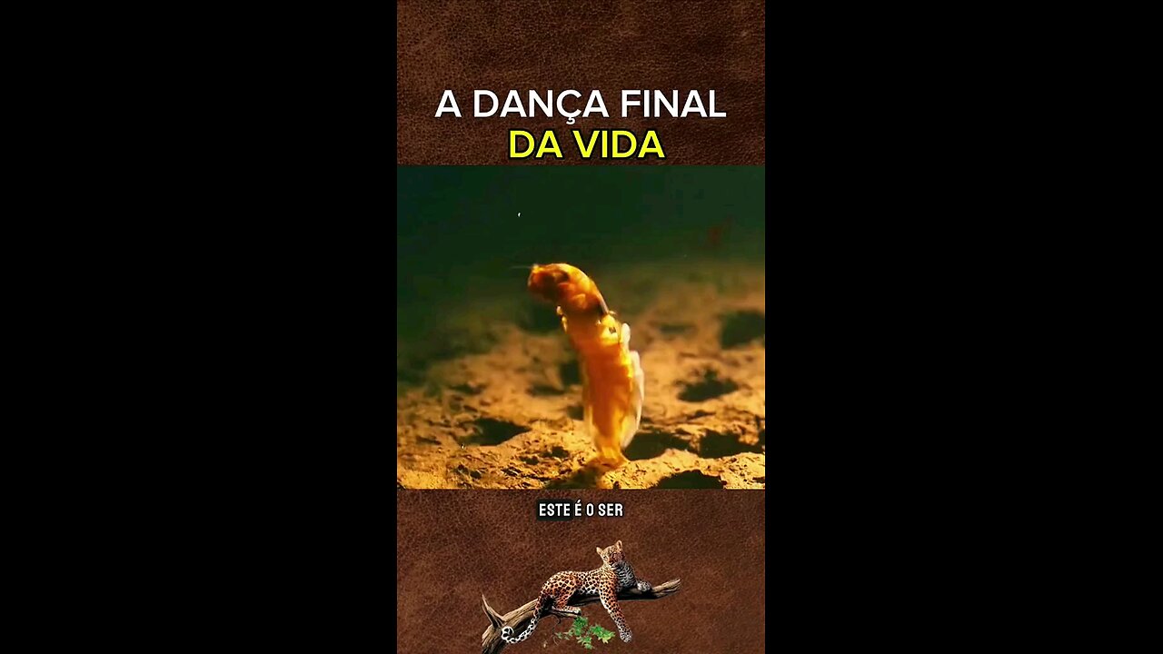 Mesmo que seja breve a vida é divina.