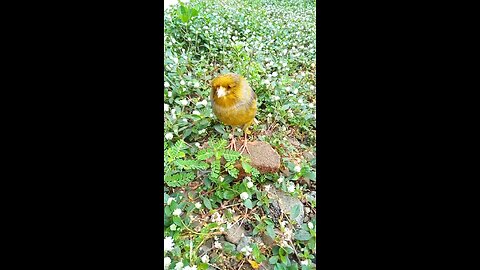 Sweet sparrow voice
