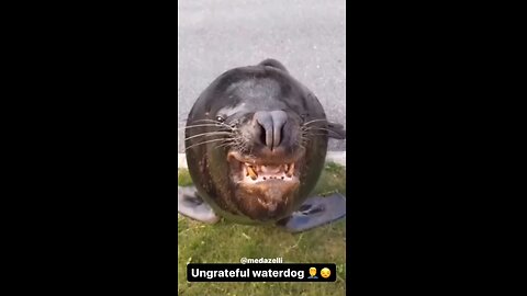 Best animal video ever🤣