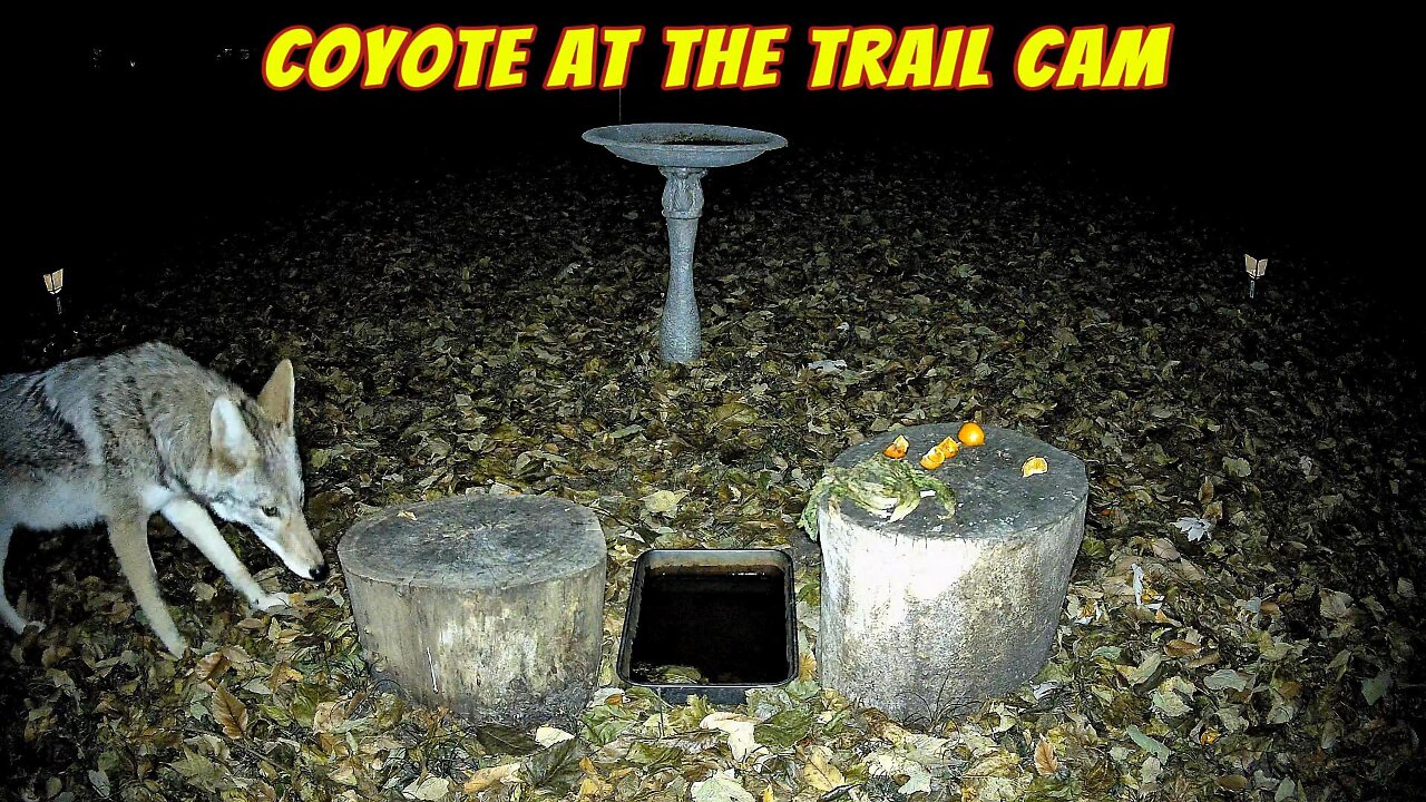 Coyote At The Trail Cam