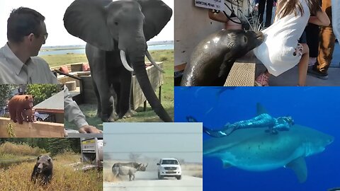 Craziest Animal Encounters You've Ever Seen! 🐾🤯