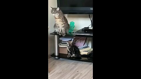 # Cat 🐈😺 funny 😂🤣 videos