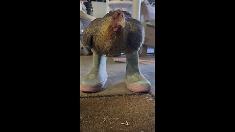 Our hen dressed & ready for chores