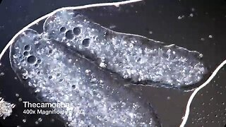 What Is Ectoplasm?