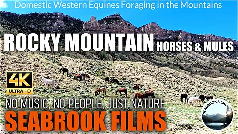Rocky Mountain Horses and Mules: Domestic Western Equines Foraging in the Mountains