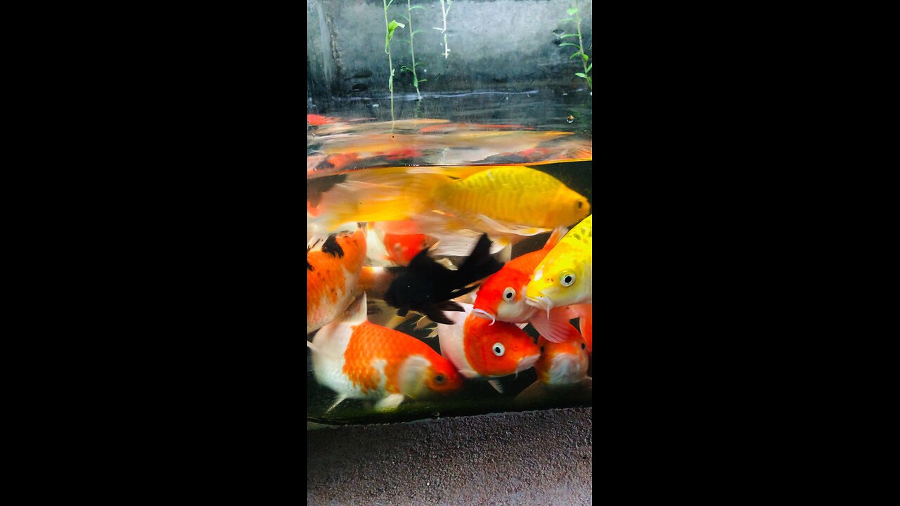 japan koi fish new aquarium 😱😱