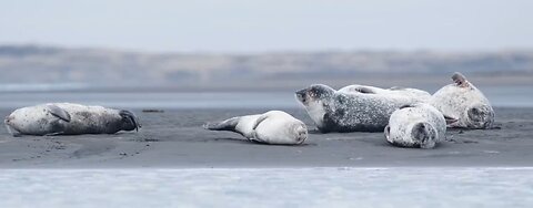Should the hunting of seals for fur be banned to avoid their extinction