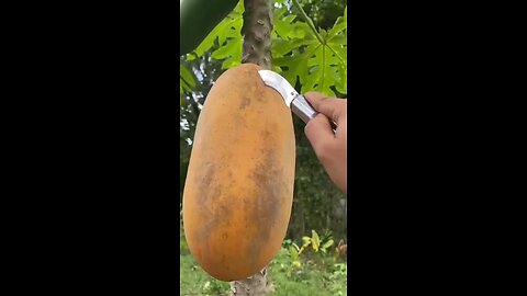 nice cutting