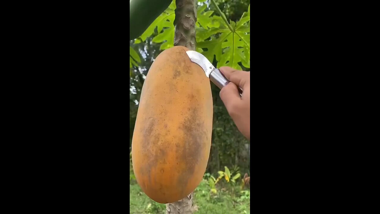 nice cutting