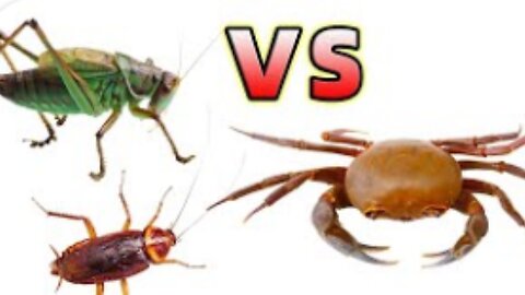 Crab VS Katydid VS Cockroach