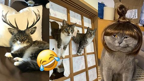 Viral Try Not To Laugh Cats And Dogs Videos 😁 - BEST Funny Animal Videos 2025