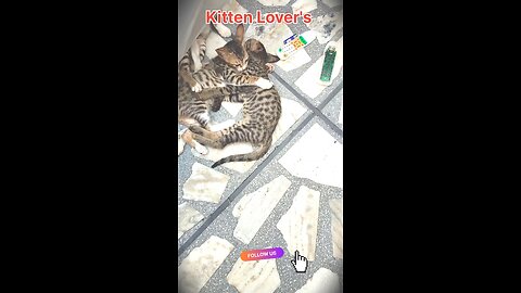 Kitten Lover's 🐈🐈🐈