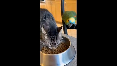 When the Parrot Becomes Gordon Ramsay