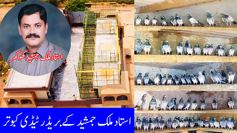 Excellent Dab Walay Pigeons By || Ustad Malik Jamshaid Khokhar || From Chairman Party | Watch In HD