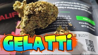 gelati strain review | dr. ganja strain review 🌿🍇