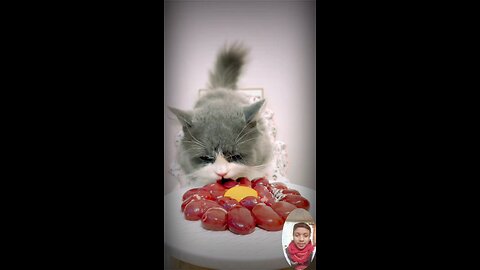 #catlovers #cat #cats #meow #kittens #catlife #pet #animals #animallover #cutecats #catviral
