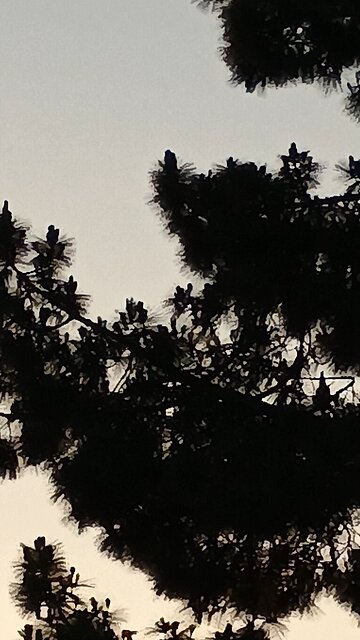 drac plane and fake moon