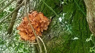 12, hike , woods , found my jacket, shrooms, (1)