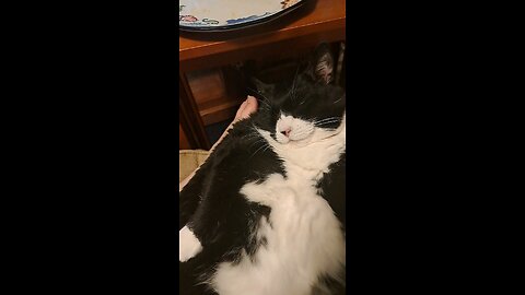 Sleeping fat cat.