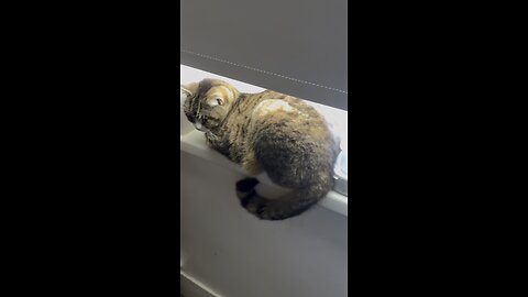 When a cat thinks he is hidden