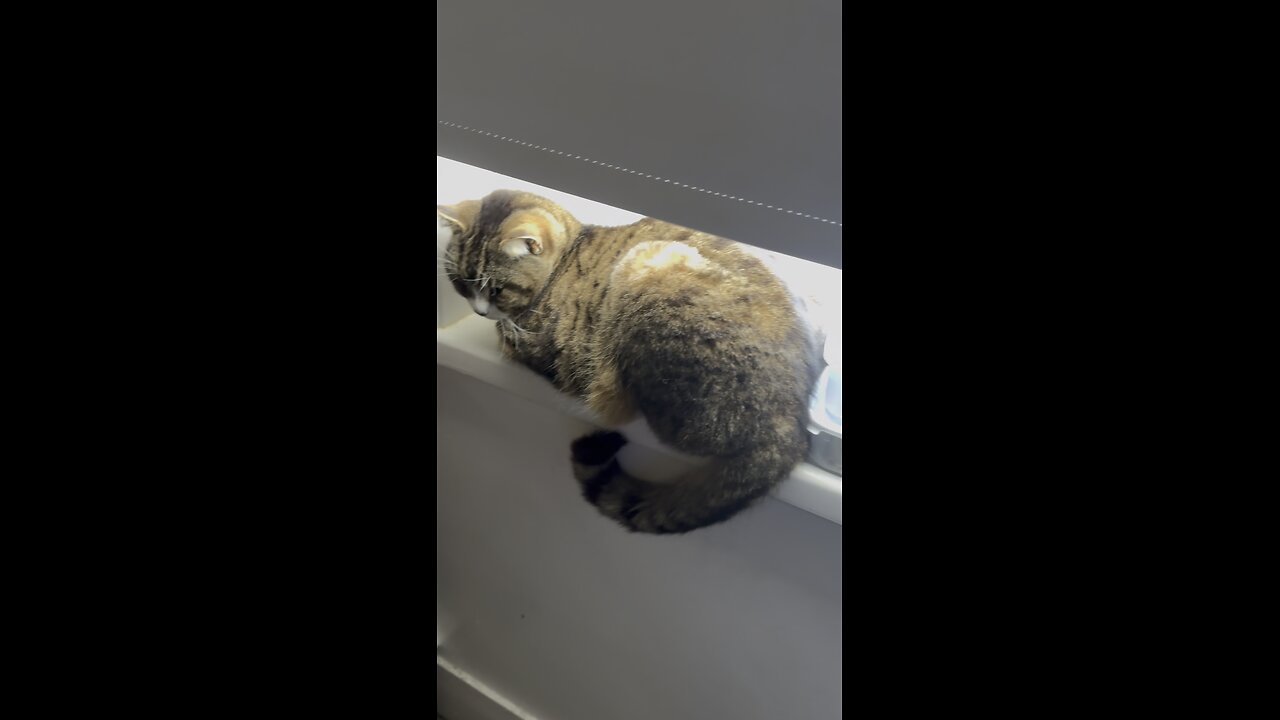 When a cat thinks he is hidden