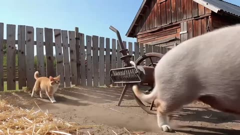 How the cat and the pig became friends