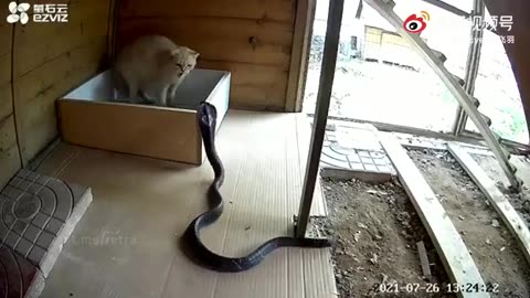 Cat vs snake