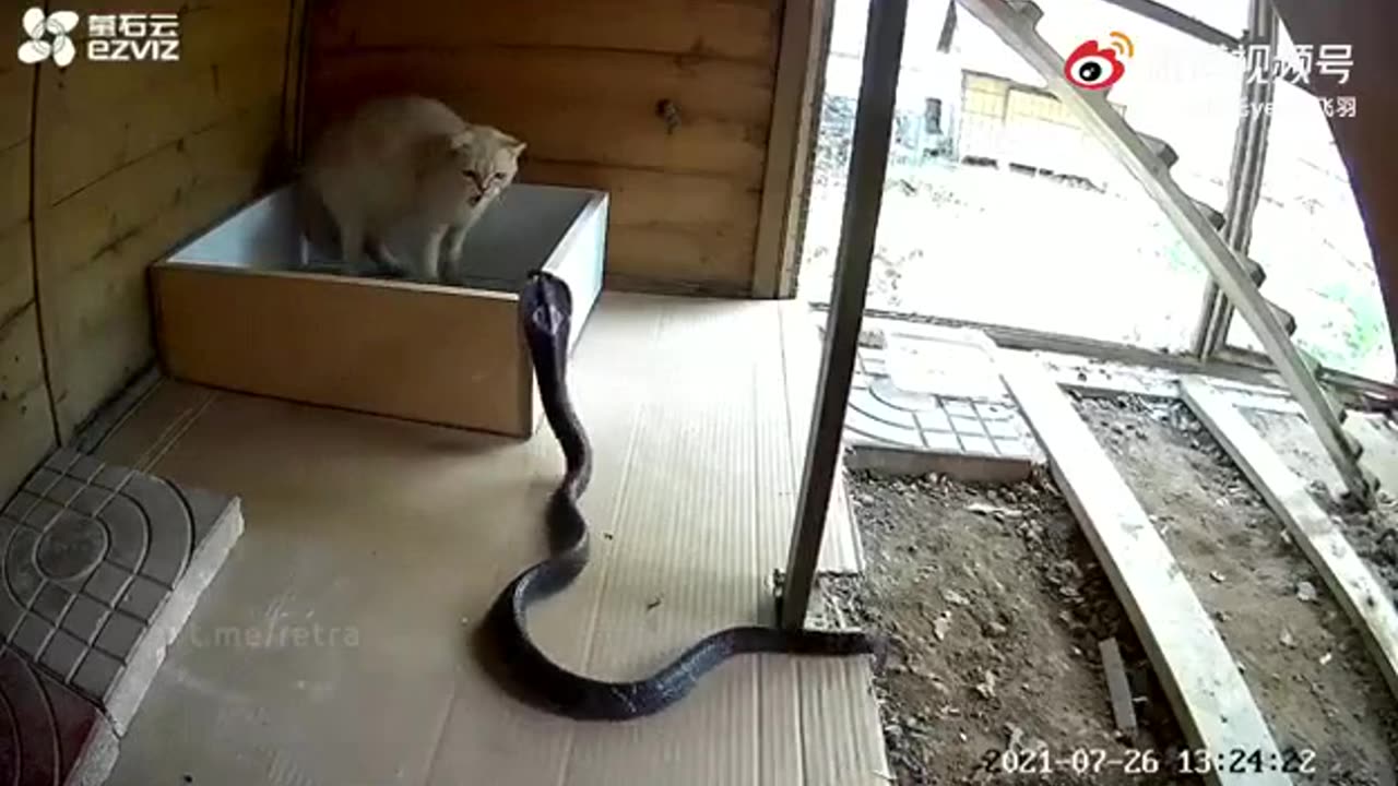 Cat vs snake