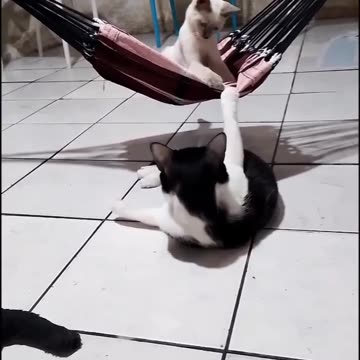 Hammock Cat vs. Under-the-Hammock Cat