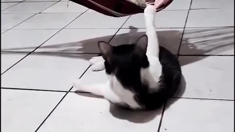 Hammock Cat vs. Under-the-Hammock Cat