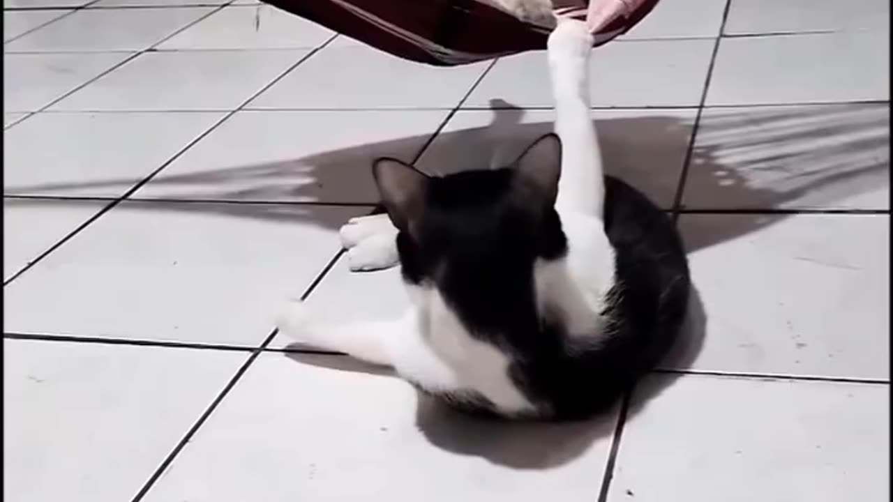 Hammock Cat vs. Under-the-Hammock Cat