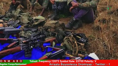 Gabaasa Tarkaanfii ONM-ABO Ebla 13-2025 itti dhiyaadhaa!
