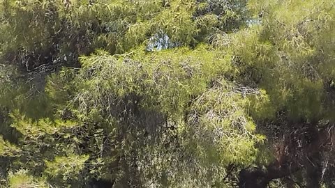 13η Ανάβαση Αιγείρας 2025 2ο σκέλος