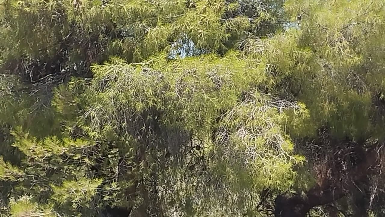 13η Ανάβαση Αιγείρας 2025 2ο σκέλος