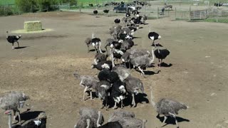 BC Ostriches Before The Evil CFIA Murdered Them
