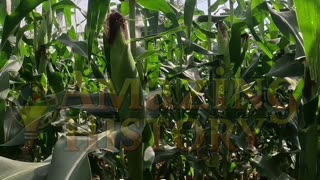 The Bridge That Was Made of Cornstalks | #shorts #history